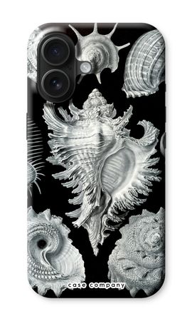 Haeckel Prosobranchia