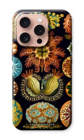 Haeckel Ascidiae