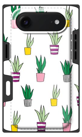 Sanseveria