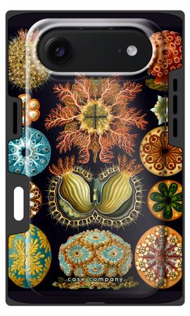 Haeckel Ascidiae
