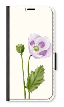 Purple poppy