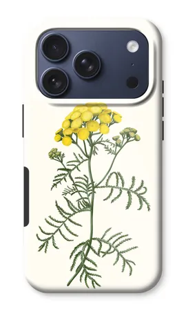Tansy
