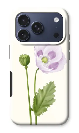 Purple poppy