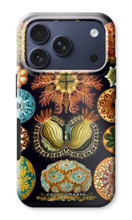Haeckel Ascidiae