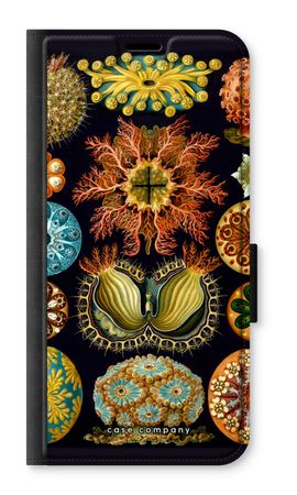 Haeckel Ascidiae