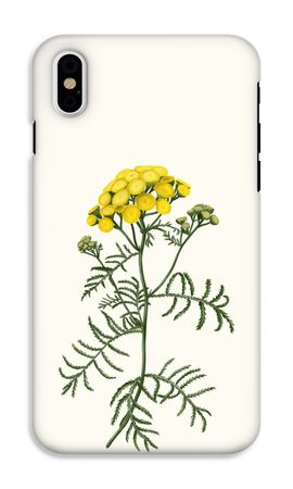Tansy
