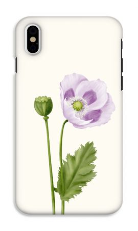 Purple poppy