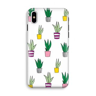 Sanseveria