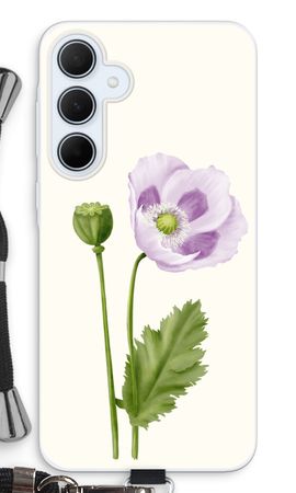 Purple poppy