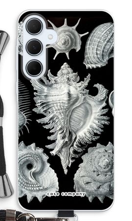 Haeckel Prosobranchia