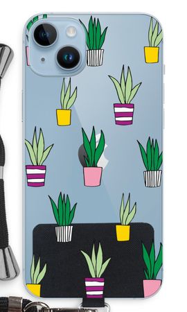 Sanseveria