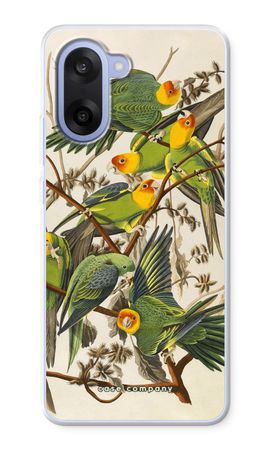 Carolina Parrot
