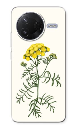 Tansy