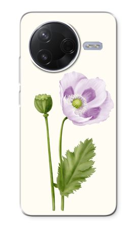 Purple poppy