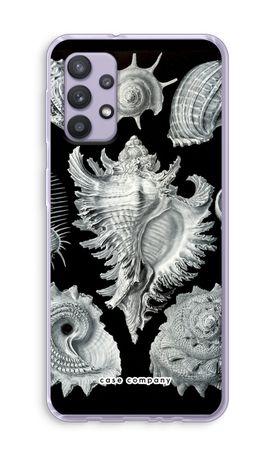 Haeckel Prosobranchia