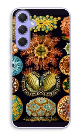 Haeckel Ascidiae