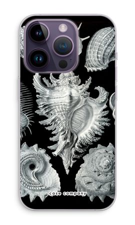 Haeckel Prosobranchia