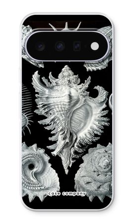 Haeckel Prosobranchia