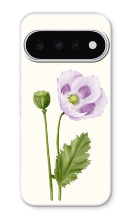 Purple poppy