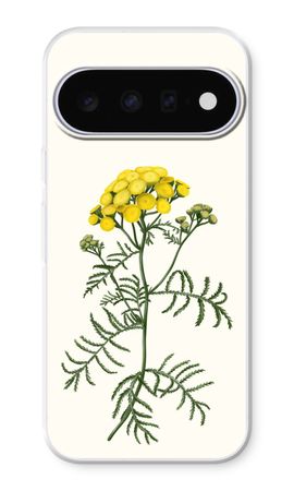 Tansy