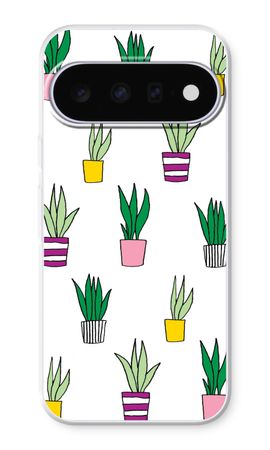Sanseveria