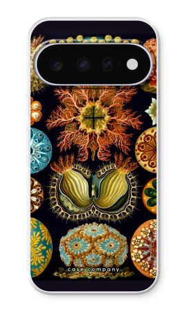 Haeckel Ascidiae