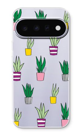 Sanseveria