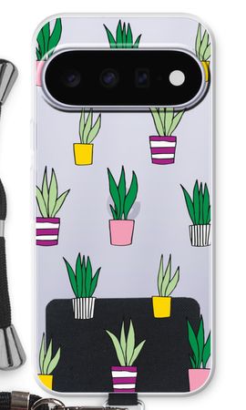Sanseveria