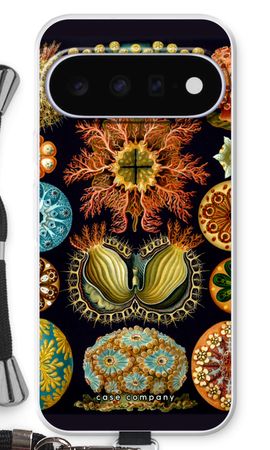 Haeckel Ascidiae