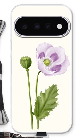 Purple poppy