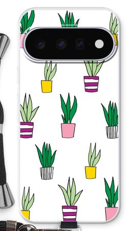 Sanseveria