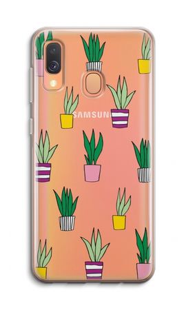 Sanseveria