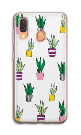 Sanseveria