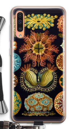 Haeckel Ascidiae