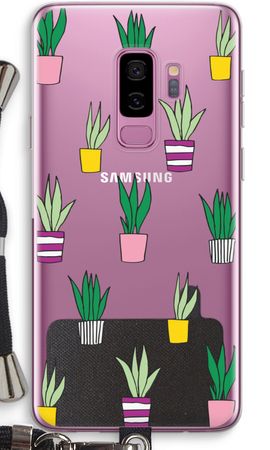 Sanseveria