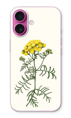 Tansy