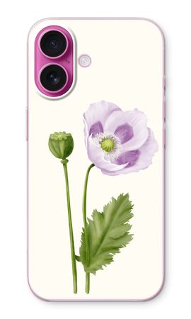 Purple poppy