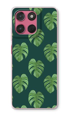 Monstera leaves