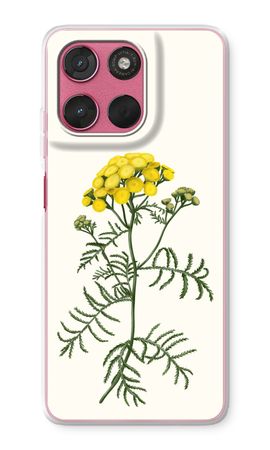 Tansy