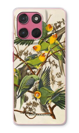 Carolina Parrot