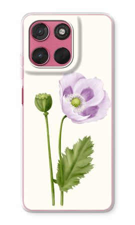 Purple poppy