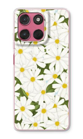 Summer Daisies