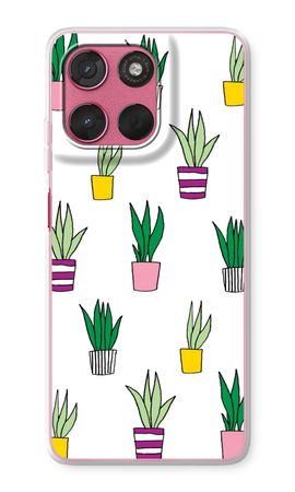 Sanseveria