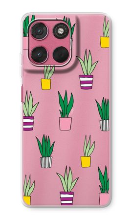 Sanseveria