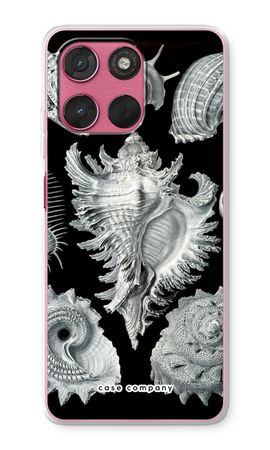 Haeckel Prosobranchia