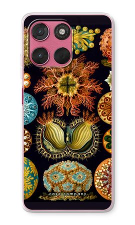 Haeckel Ascidiae
