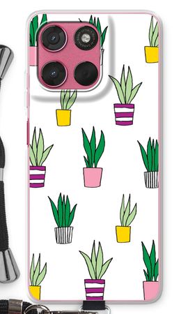 Sanseveria