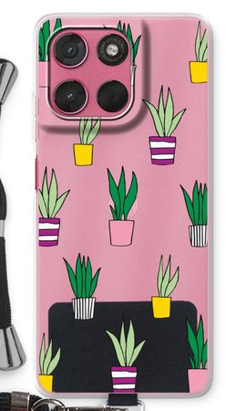 Sanseveria