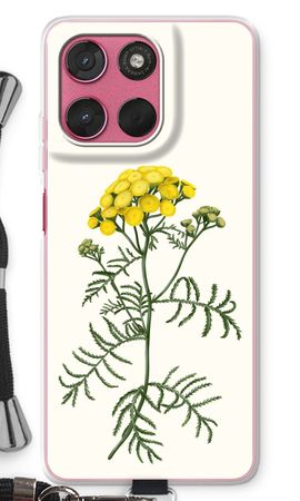 Tansy