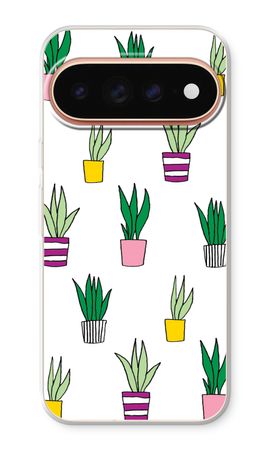 Sanseveria